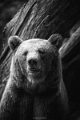 ours (3)